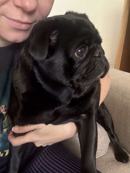 To strongly dislike small dogs