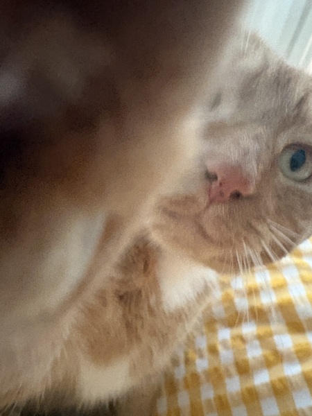 Cat dental recovery