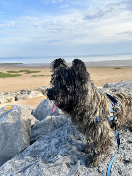 Vulnerable Dog Breeds UK - do you have one?