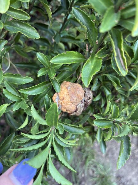 What is this growing on my hedge?