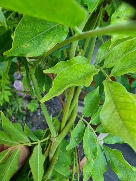 Pruning and deadheading