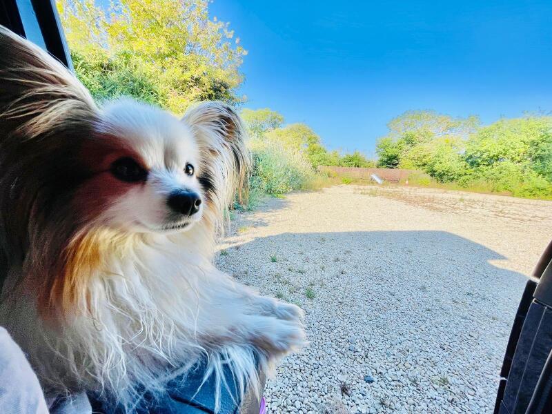 To strongly dislike small dogs