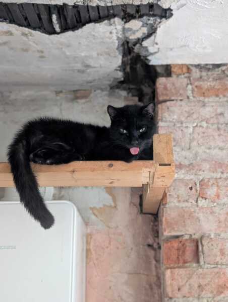 Get A Compass! The Excellent Cats embrace a new rallying cry