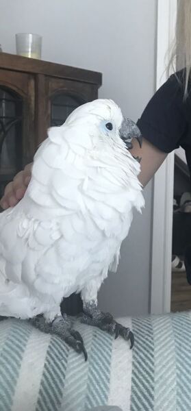 Does anyone have a parrot?