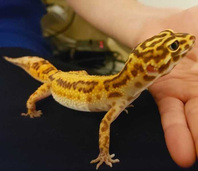 Easy reptiles for pets?