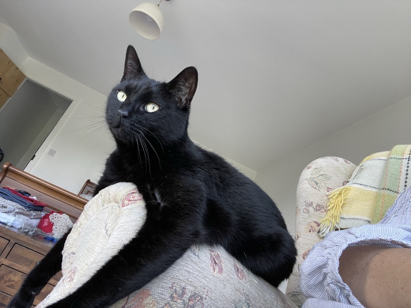Ungroomable Cat