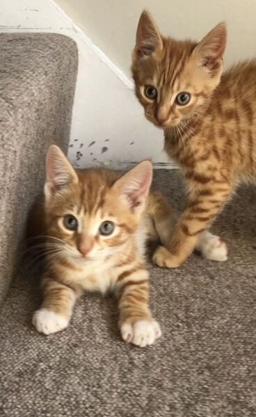 Help to name new kitten (tax incoming)
