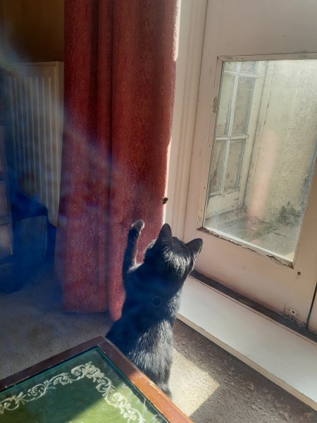 Goodbye precious Joancat