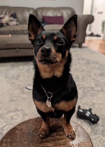 Vulnerable Dog Breeds UK - do you have one?