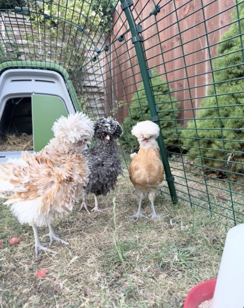 Polish chickens gender