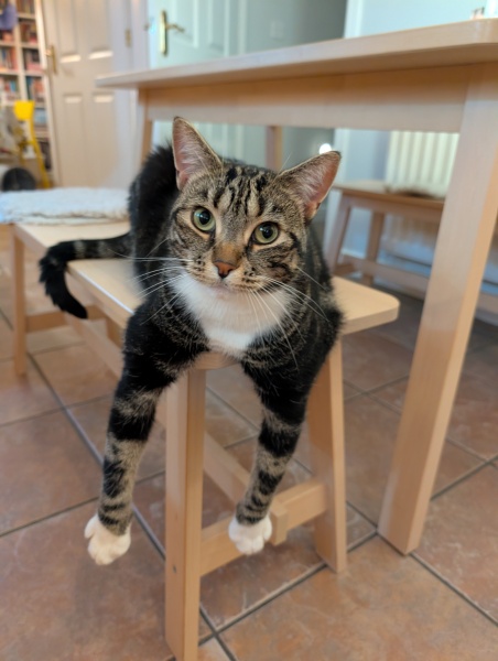 How to help my cat lose weight?