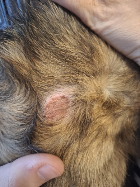 Just spotted this on my dog, what is it?