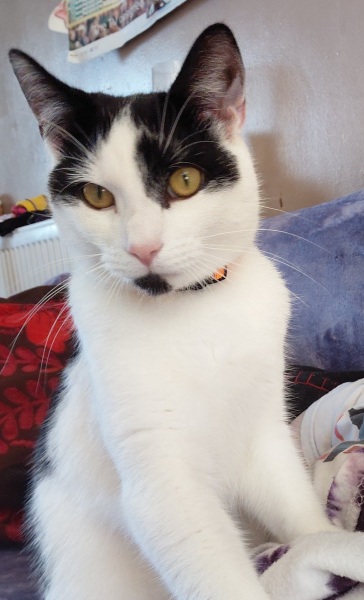 Stressed cat after cattery stay?