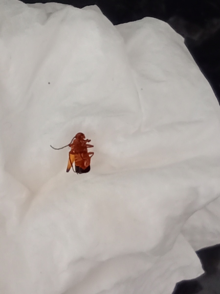 WTF is this? (Insect.)
