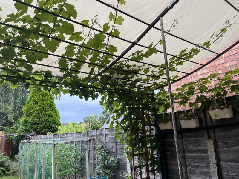 Are you good at growing grapes? Advice needed