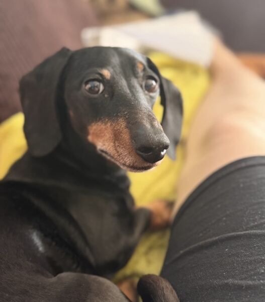 To strongly dislike small dogs