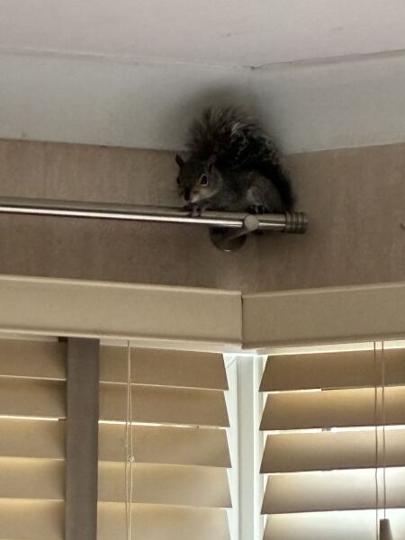 Squirrel 🐿️ hiding behind curtains!