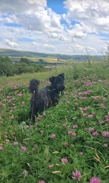 Vulnerable Dog Breeds UK - do you have one?