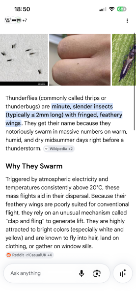 Thunder flies driving me mad!!