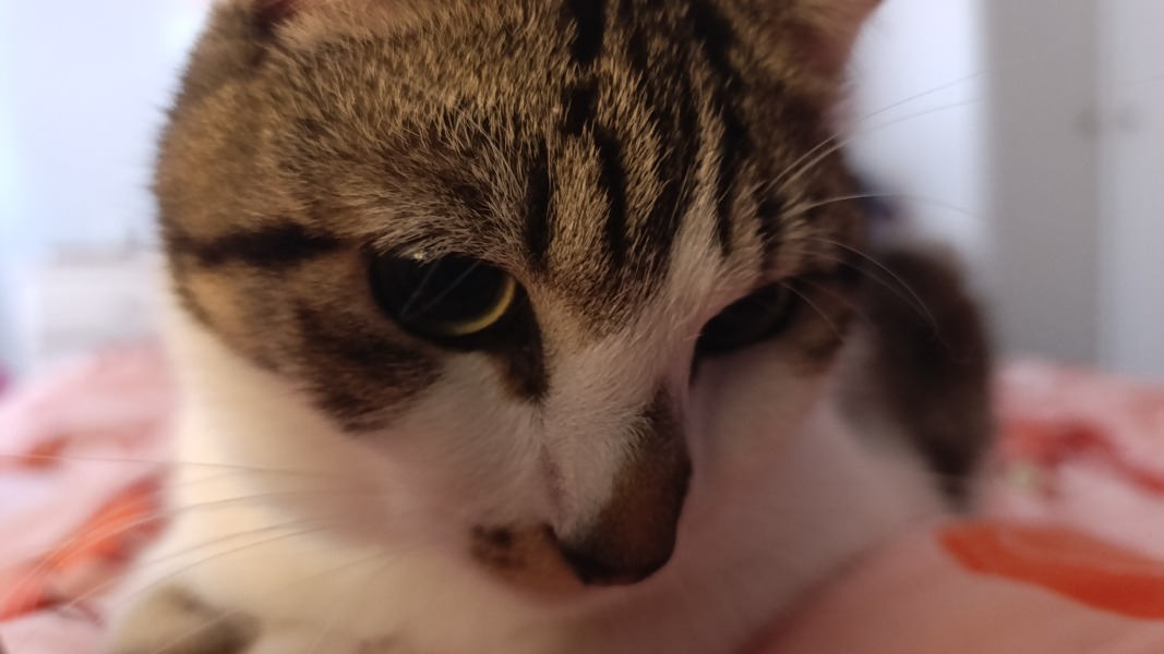 Silly things cats do.