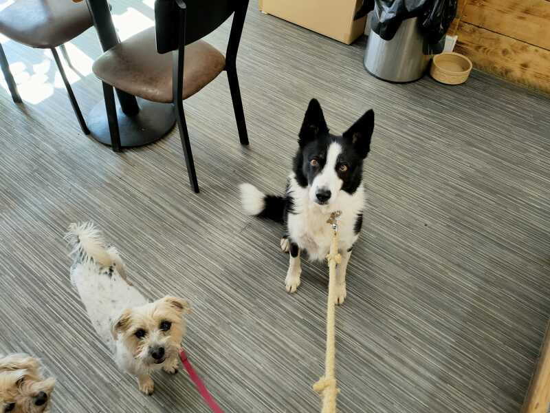 To strongly dislike small dogs