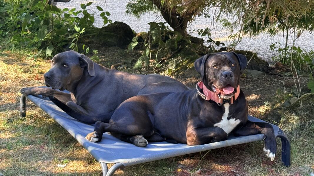 AIBU to stop my six-year-old playing next door because of their dog?