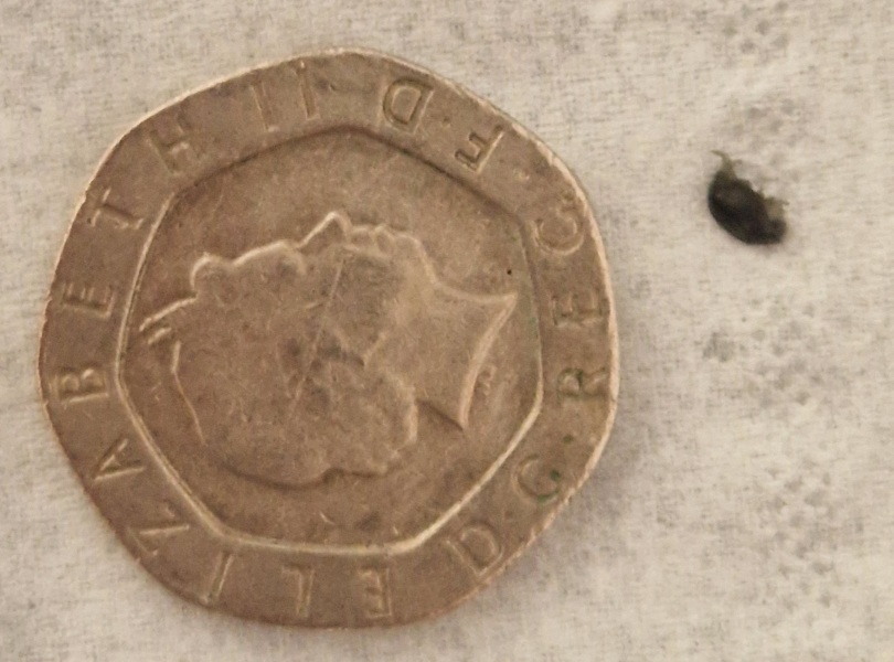 Is this a bed bug??