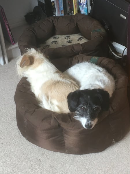 To strongly dislike small dogs