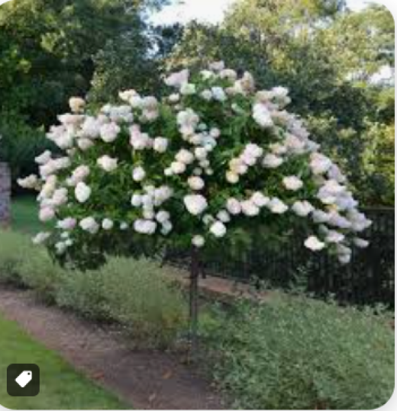 Help a novice choose a tree or shrub which can be ornamental?