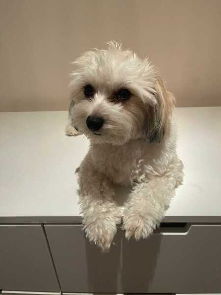 To strongly dislike small dogs