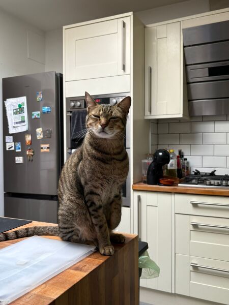 First time cat owners - need advice on how and when to transition from one safe room to rest of the house