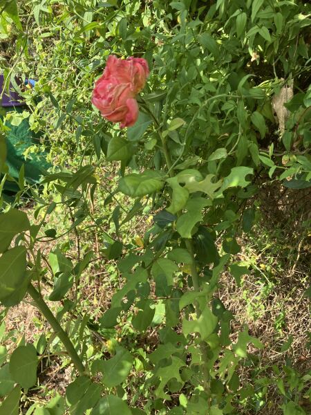Rose pest