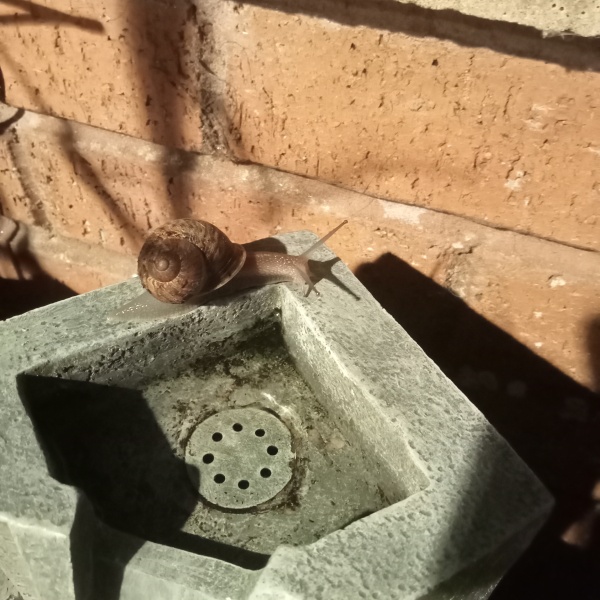 Reminder to leave out fresh water for garden wildlife in hot weather