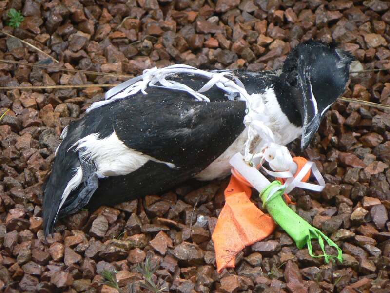 AIBU to object to balloon and lantern memorial releases for environmental reasons ?