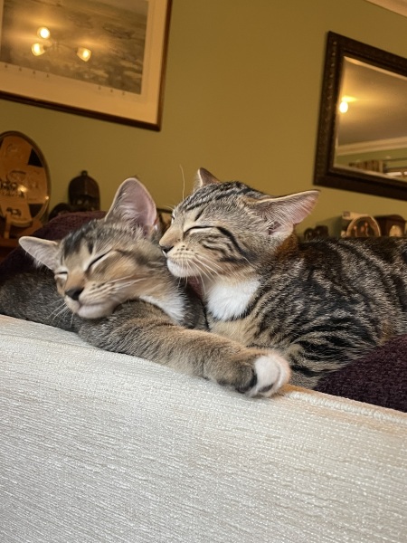 Pets - specifically cats related (posting here for traffic) - sense check before I agree to get kittens!