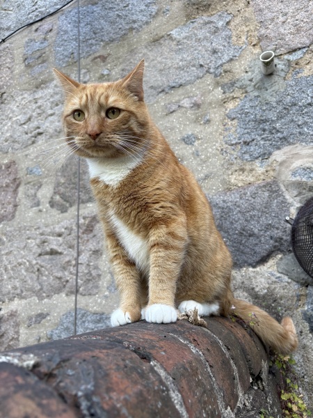 How to help my cat lose weight?