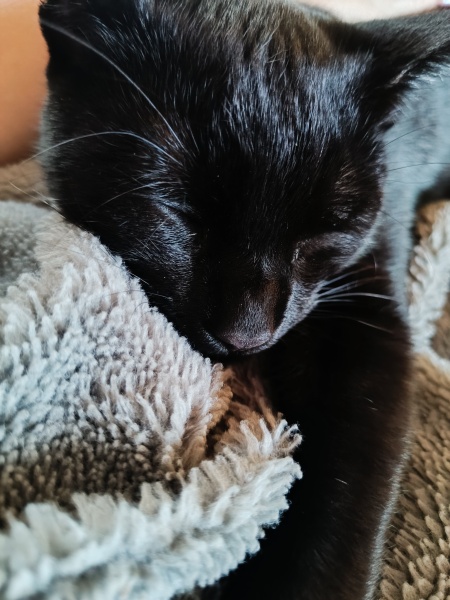 Cat being neutered and microchipped tomorrow