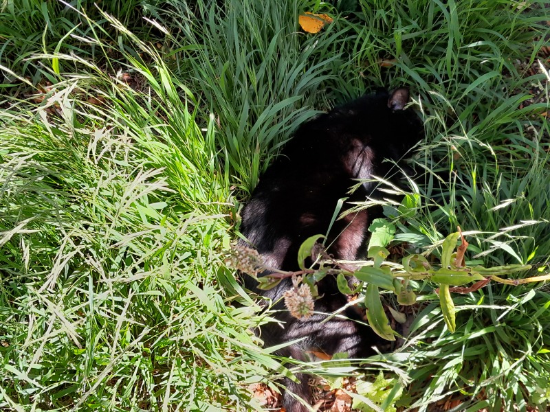 Get A Compass! The Excellent Cats embrace a new rallying cry