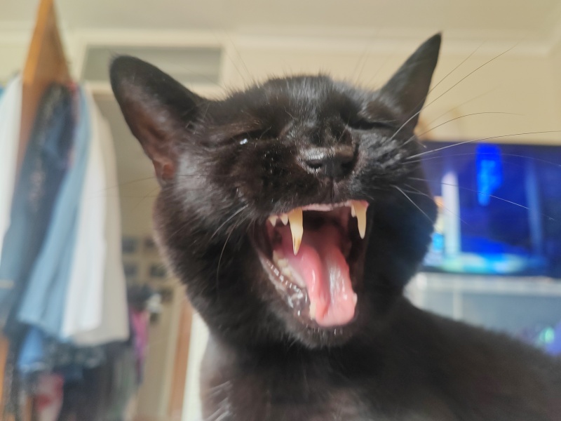 Cat dental recovery