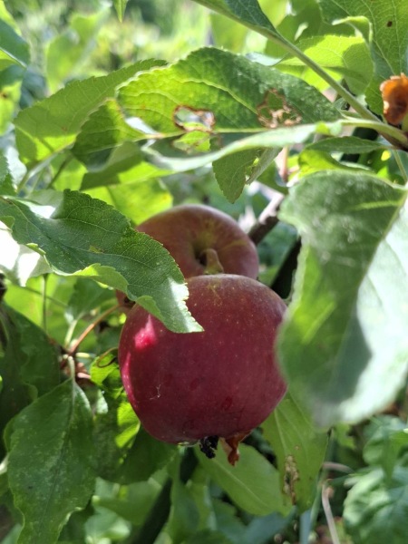 2026 Allotmenteers - have we lost the plot?!