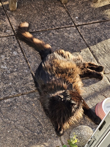 Get A Compass! The Excellent Cats embrace a new rallying cry