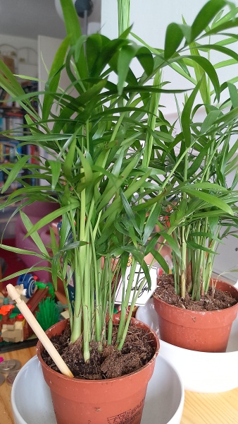 Can anyone help identify this plant bought from the local Co-op?