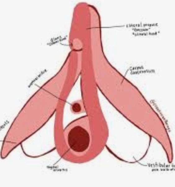 Vulva Only Spaces