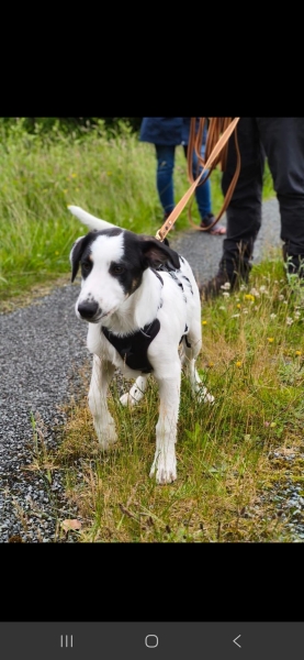 Considering adopting a five month old collie/terrier rescue.