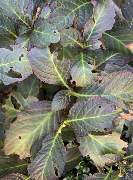 Is something eating my hydrangea?