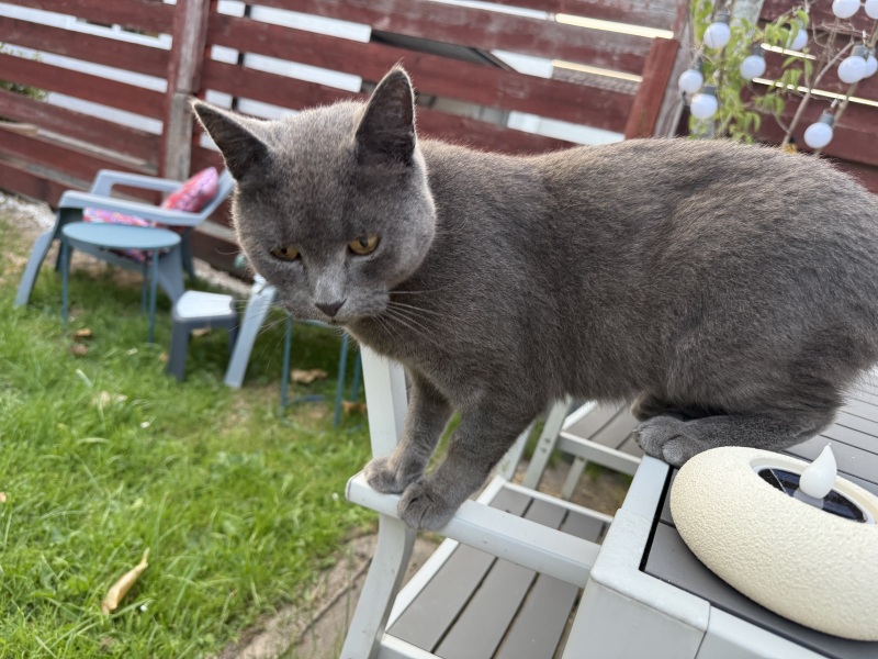 Get A Compass! The Excellent Cats embrace a new rallying cry