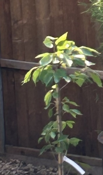 Can you identify this tree?