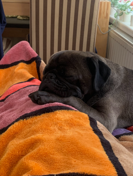To strongly dislike small dogs