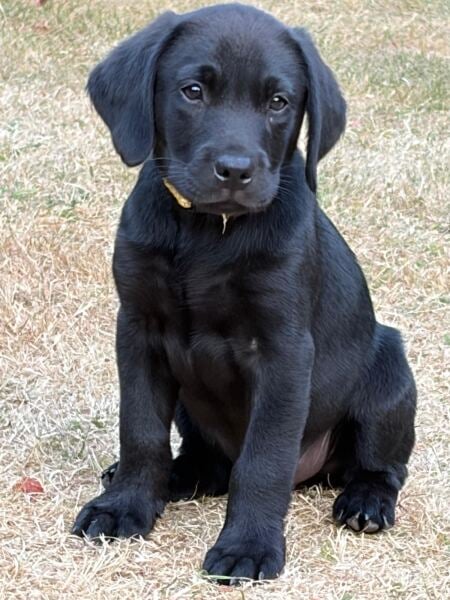 Labrador Puppy - top tips