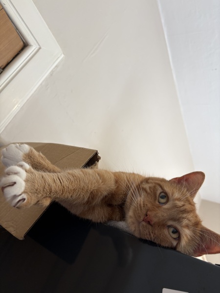 Cat being sick overnight
